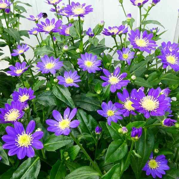 Amazon.co.jp: 都忘れ ミヤコワスレ 江戸紫 紫花 苗 4号鉢 花苗 山野草